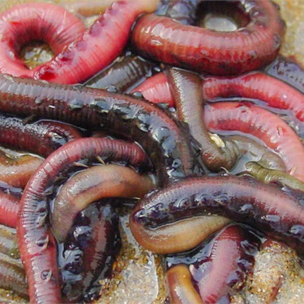 Appâts pour pêche en mer