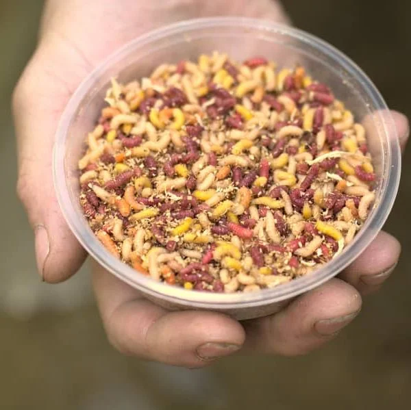 Appâts pour pêche en eau douce