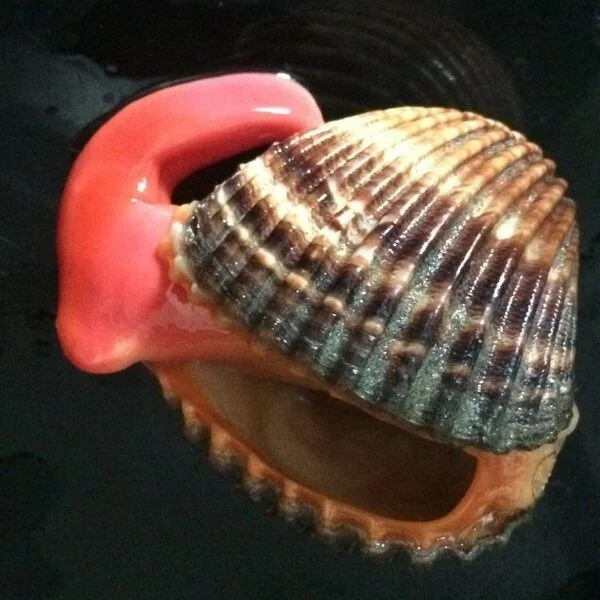 Appâts pour pêche en mer