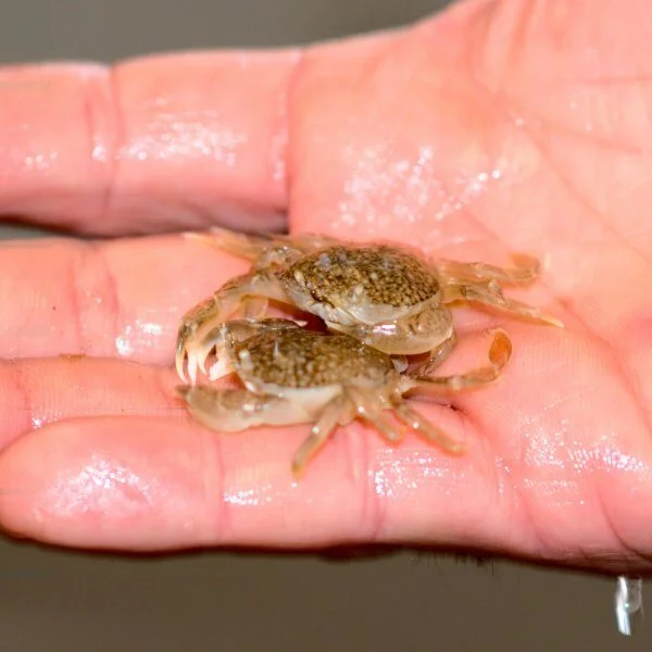 Appâts pour pêche en mer