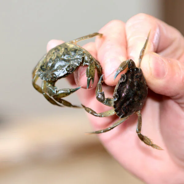 Appâts pour pêche en mer