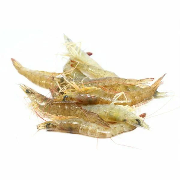 Appâts pour pêche en mer
