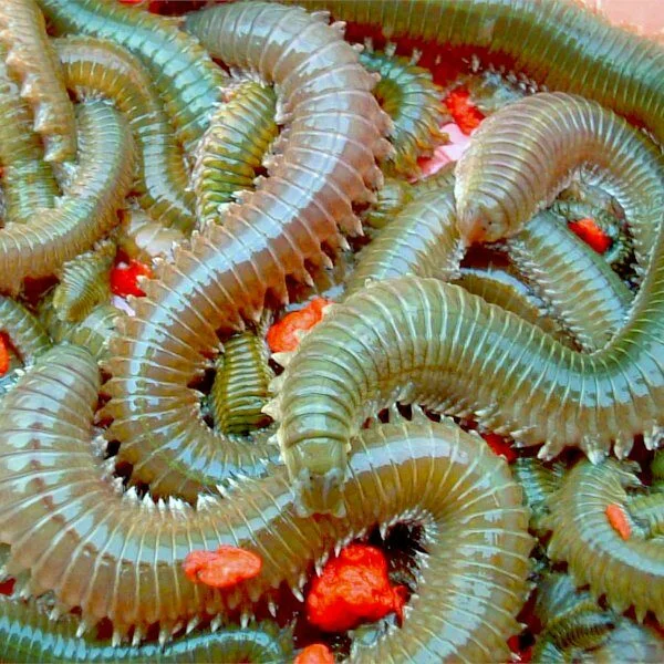 Appâts pour pêche en mer