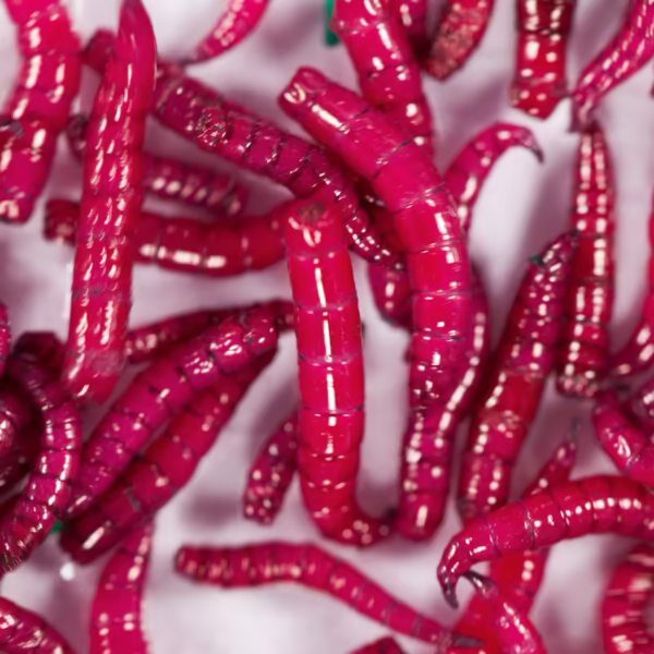 Appâts pour pêche en eau douce