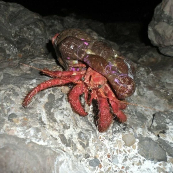 Appâts pour pêche en mer