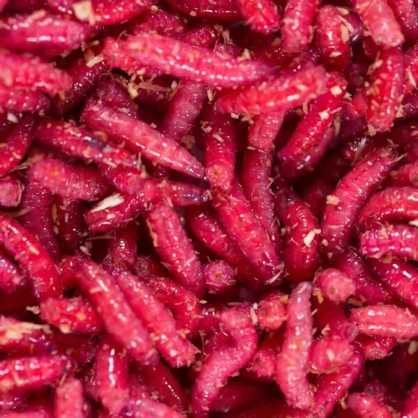 Appâts pour pêche en eau douce