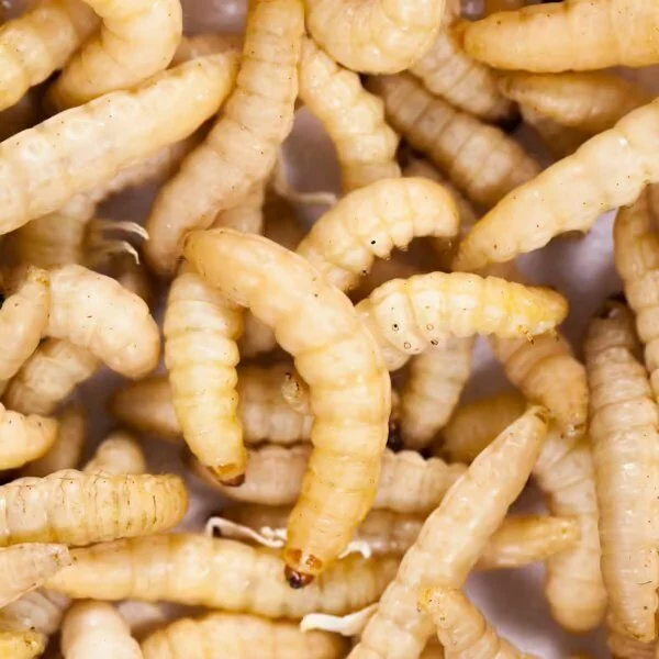 Appâts pour pêche en eau douce