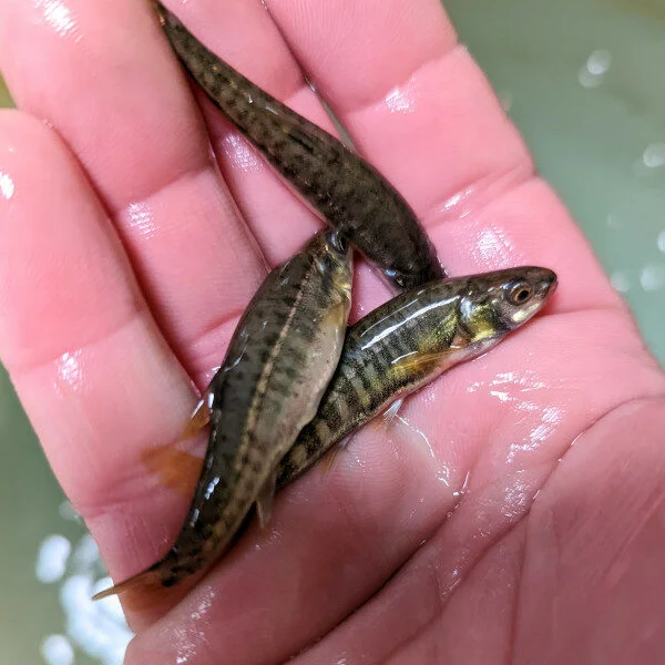 Appâts pour pêche en eau douce