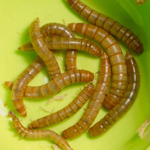 Appâts pour pêche en eau douce