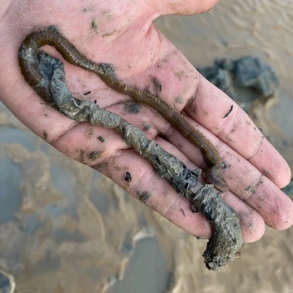 Appâts pour pêche en mer