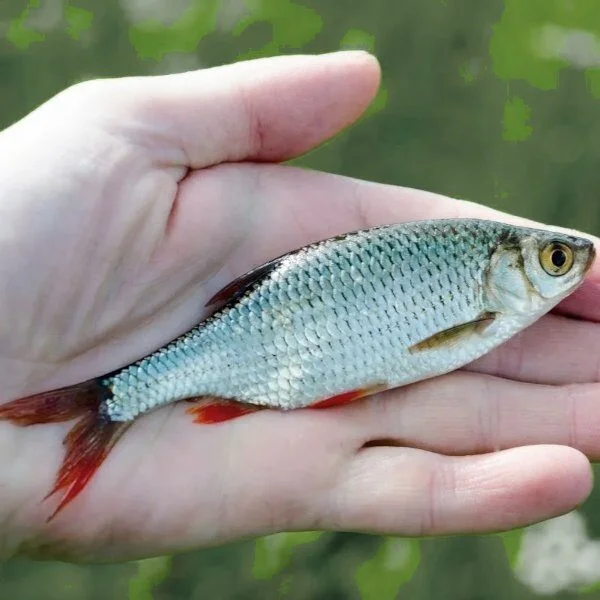 Appâts pour pêche en eau douce